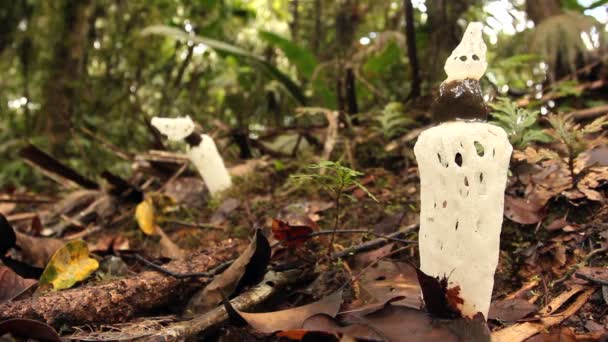 Video Mushrooms Strangled Stinkhorn Staheliomyces Cinctus Growing Cloudforest Western Ecuador — Stock Video