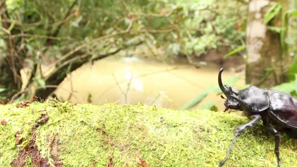 Video Escarabajo Rinoceronte Tronco Musgoso Naturaleza — Vídeo de stock