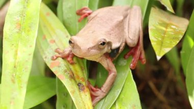 Amfibi hayvan, kurbağa Surinam Altın Gözlü Ağaç, Trachycephalus Coriaceus, Ekvador