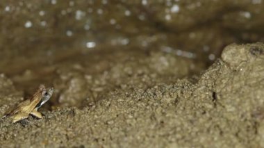 Kurbağanın ıslak topraktaki videosu 