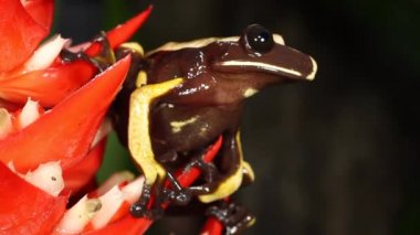 Kırmızı çiçekli kurbağa videosu, ağaç kurbağası, Nyctimantis rugiceps, yağmur ormanlarındaki bromeliad çiçeği başağı, Ekvador.