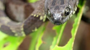 Gece gökyüzünde dolunayın videosu 