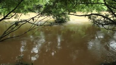 Orman ağaçları ve nehir akıntısı videosu, Ekvador Amazon yağmur ormanları