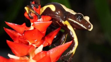 Kırmızı çiçekli kurbağa videosu, ağaç kurbağası, Nyctimantis rugiceps, yağmur ormanlarındaki bromeliad çiçeği başağı, Ekvador.