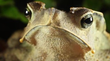 Kurbağa hayvan videosu, Crested Forest Toad, Rhinella Dapsilis, Yasuni Ulusal Parkı, Ekvador