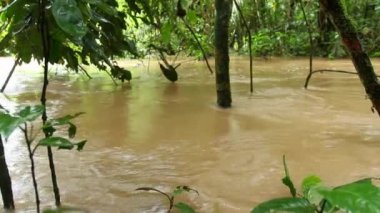 Nehir suyu vahşi tropikal ormanlarda akıyor, video 