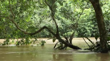 Tropikal ormanlardaki nehir videosu, Ekvador Amazon 'undaki Rio Napo 