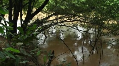Orman ağaçları ve nehir akıntısı videosu, Ekvador Amazon yağmur ormanları