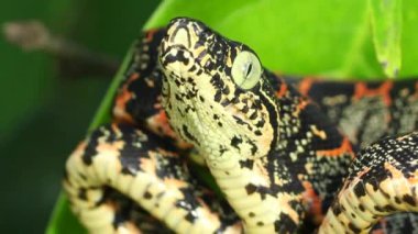 Juvenile Amazon Ağaç Yılanı, Corallus Horulanus, Ekvador Amazon