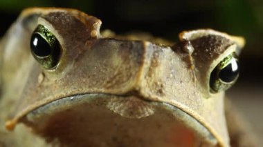 Kurbağa hayvan videosu, Crested Forest Toad, Rhinella Dapsilis, Yasuni Ulusal Parkı, Ekvador