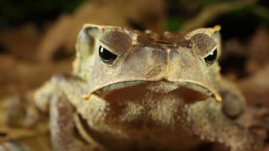 Kurbağa hayvan videosu, Crested Forest Toad, Rhinella Dapsilis, Yasuni Ulusal Parkı, Ekvador