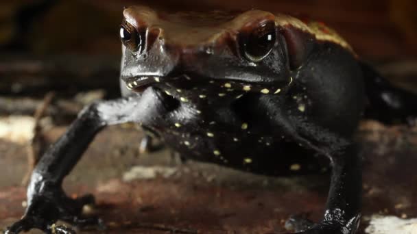 Video Frog Spotted Toad Rhaebo Guttatus Ecuadorian Amazonz — Stock Video