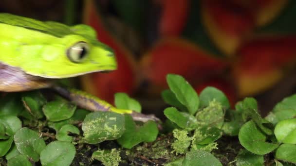 Video Amfibiedjur Grön Groda Som Kryper Blad — Stockvideo