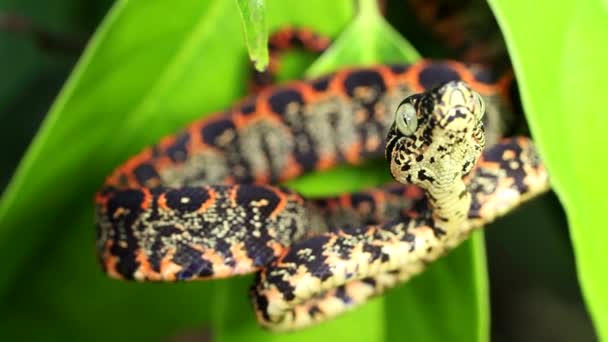 Video Juvenile Amazon Tree Boa Snake Corallus Hortulanus Ekvádorská Amazonka — Stock video