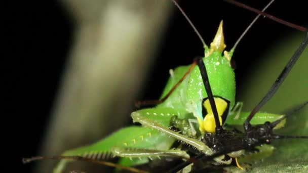 Close Video Thorny Devil Katydid Panacanthus Cuspidatus Green Cricket Eating — Stock Video