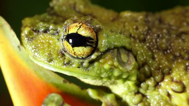 Видео Лягушки Canelos Treefrog Ecnomiohyla Tuberculosa — стоковое видео