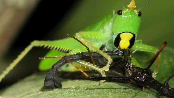Närbild Video Thorny Djävulen Katydid Panacanthus Cuspidatus Grön Cricket Äta — Stockvideo