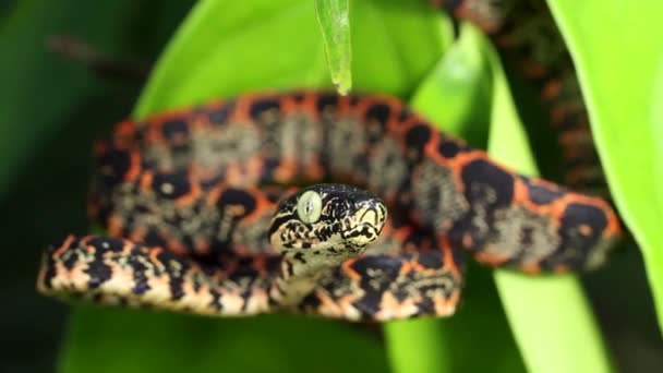 Відеокліп Дереві Амазонки Boa Snake Corallus Hortulanus Ecuadorian Amazon — стокове відео