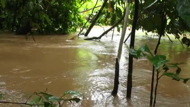 Tropikal Ormanlardaki Nehir Videosu Ekvador Amazon Undaki Rio Napo — Stok video