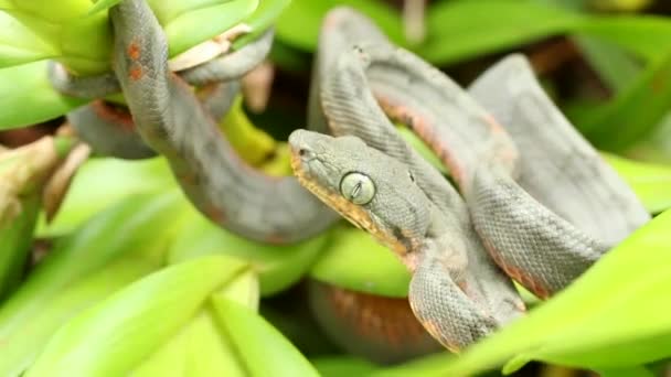 Video Pitviper Schlange Auf Pflanze Mit Grünen Blättern — Stockvideo