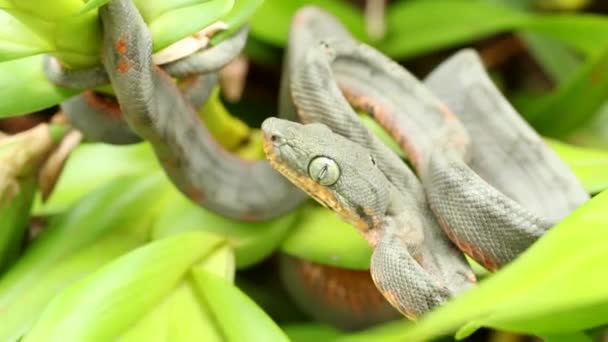 Vídeo Serpiente Pitviper Planta Con Hojas Verdes — Vídeos de Stock