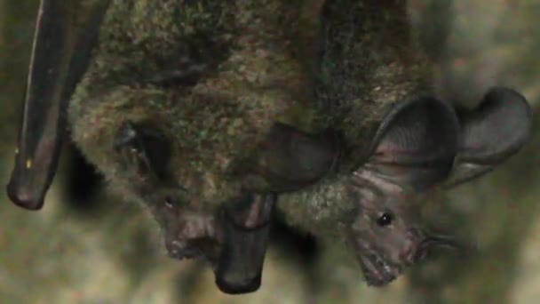 Video Gruppo Pipistrelli Grotta — Video Stock