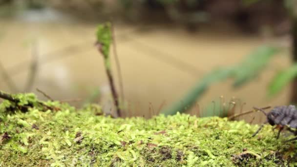 Video Van Worm Rups Kruipend Een Mossig Boompje Het Regenwoud — Stockvideo