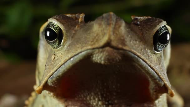 Video Van Kikkerdier Kuifpad Rhinella Dapsilis Nationaal Park Yasuni Ecuador — Stockvideo