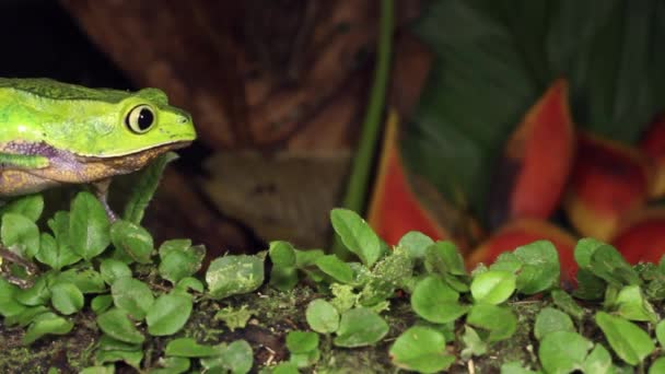 Vídeo Animal Anfibio Rana Verde Arrastrándose Sobre Las Hojas — Vídeos de Stock