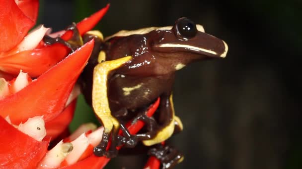 赤い植物の花のカエルのビデオ 木の穴のカエルをノック Nyctimantis Rugiceps 熱帯雨林の花のスパイク エクアドル — ストック動画