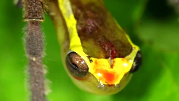 Zehirli Gezgin Örümcek Kurbağa Yiyor — Stok video