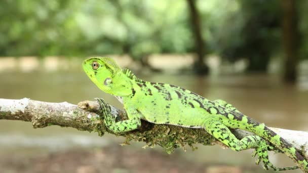 Βίντεο Του Amazon Forest Dragon Στον Κορμό Του Δέντρου Enyalioides — Αρχείο Βίντεο