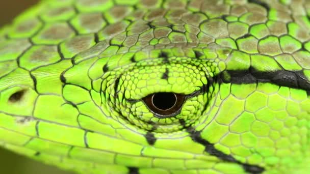アマゾンの森の竜 緑のトカゲ Enyalioidesの格子のビデオ — ストック動画