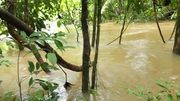 Tropikal Yeşil Orman Yeşilliği Kahverengi Nehir Akışı Videosu — Stok video