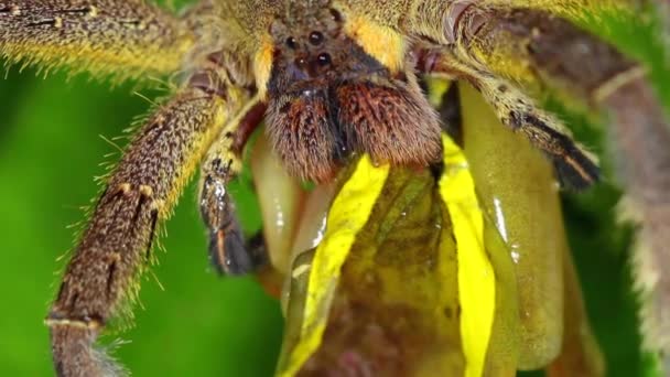 Venimeux Araignée Errante Mangeant Grenouille — Video