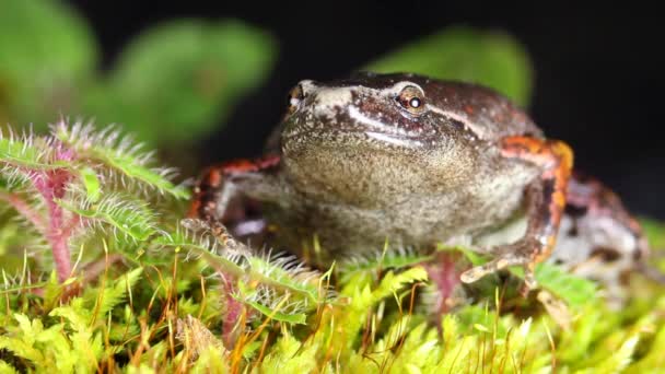 青苔草 植物及动物中青蛙的影像 — 图库视频影像