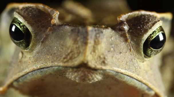 Видео Лягушатника Crested Forest Toad Rhinella Dapsilis Национальный Парк Ясуни — стоковое видео