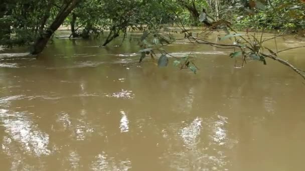 Vídeo Rio Nas Selvas Tropicais Rio Napo Amazônia Equatoriana — Vídeo de Stock