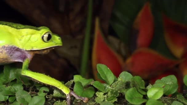 Video Von Amphibientier Grünem Frosch Der Auf Blättern Kriecht — Stockvideo