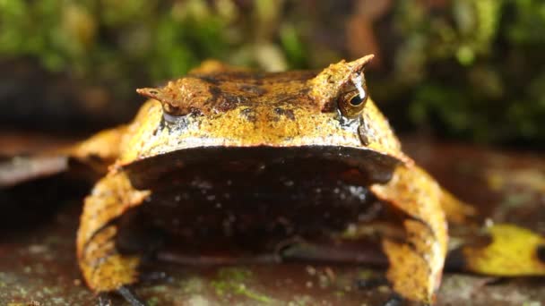 Video Rana Selva Rana Tropical — Vídeos de Stock