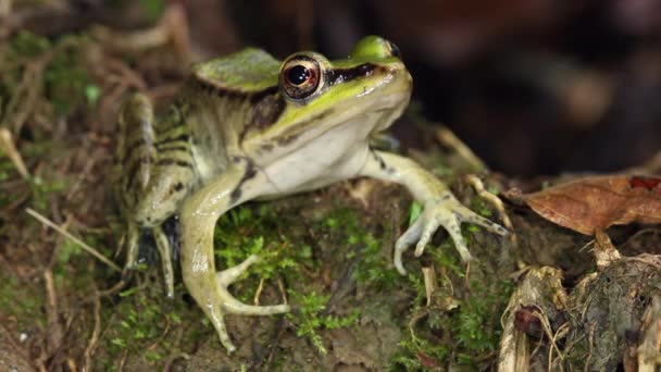 파충류인 아마존 개구리의 — 비디오