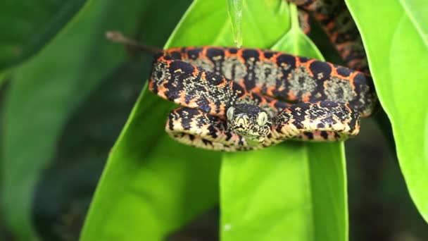 Video Juvenile Amazon Tree Boa Snake Corallus Hortulanus Ekvádorská Amazonka — Stock video