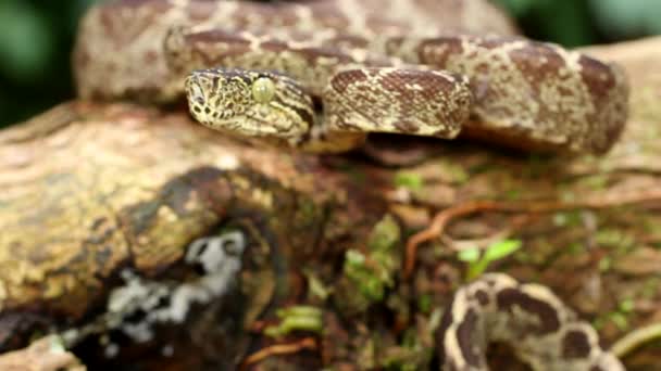 Vidéo de Garden Tree Boa snake, Corallus hortulanus battant la langue au ralenti