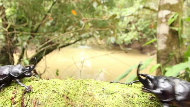 Video Dos Grandes Insectos Negros Rhinoceros Beetles — Vídeo de stock