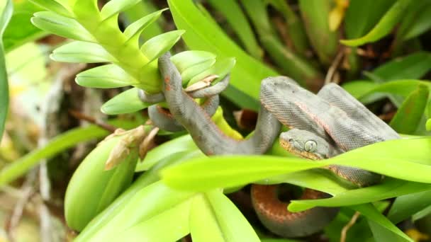 Video Pitviper Schlange Auf Pflanze Mit Grünen Blättern — Stockvideo