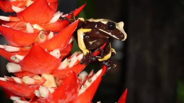 Video Žáby Červené Květině Knocking Tree Hole Frog Nyctimantis Rugiceps — Stock video