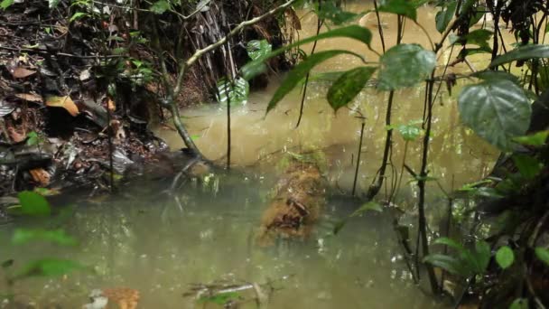 Amazonie forêt tropicale, racines des arbres et étang d'eau, vidéo 