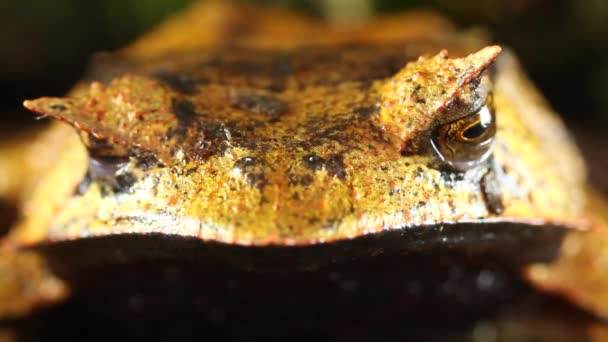 Vídeo Rana Amazónica Reptil Natural — Vídeos de Stock