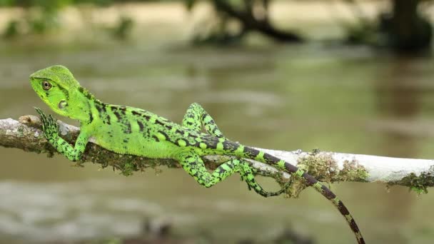 Βίντεο Του Amazon Forest Dragon Στον Κορμό Του Δέντρου Enyalioides — Αρχείο Βίντεο