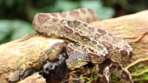 Video Jardín Árbol Boa Serpiente Corallus Hortulanus Moviendo Lengua Cámara — Vídeo de stock